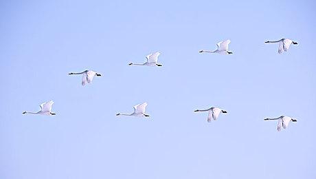 《园艺大师》7月12日正式发售 支持中文